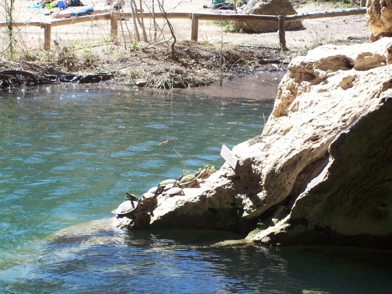2010-03-12-Hamilton Pool-34.jpg